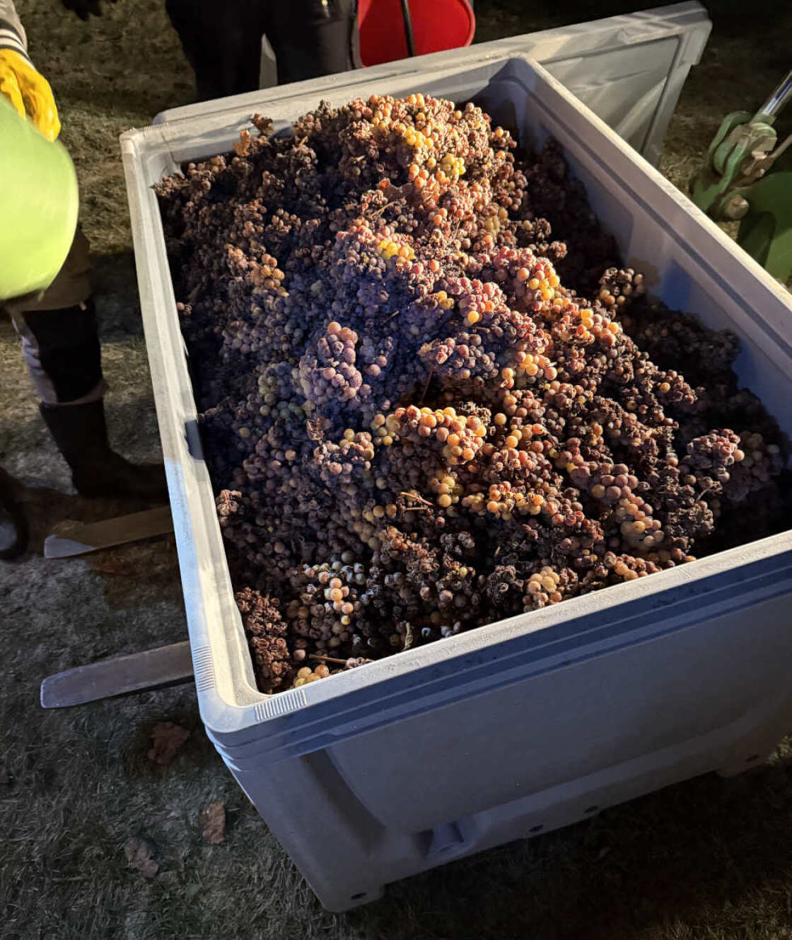 SecondRadio bei der Eisweinlese im Weingut Schloss Proschwitz | 23.11.2025