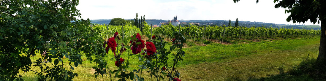 Schloss Proschwitz - Arbeiten am Weinberg