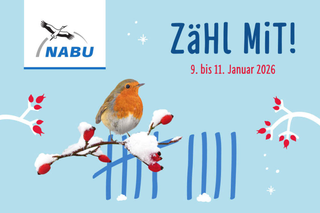 „Stunde der Wintervögel“ vom 9. bis 11. Januar 2026