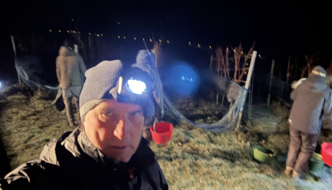 Eine Weinspezialität wird gelesen - Eiswein