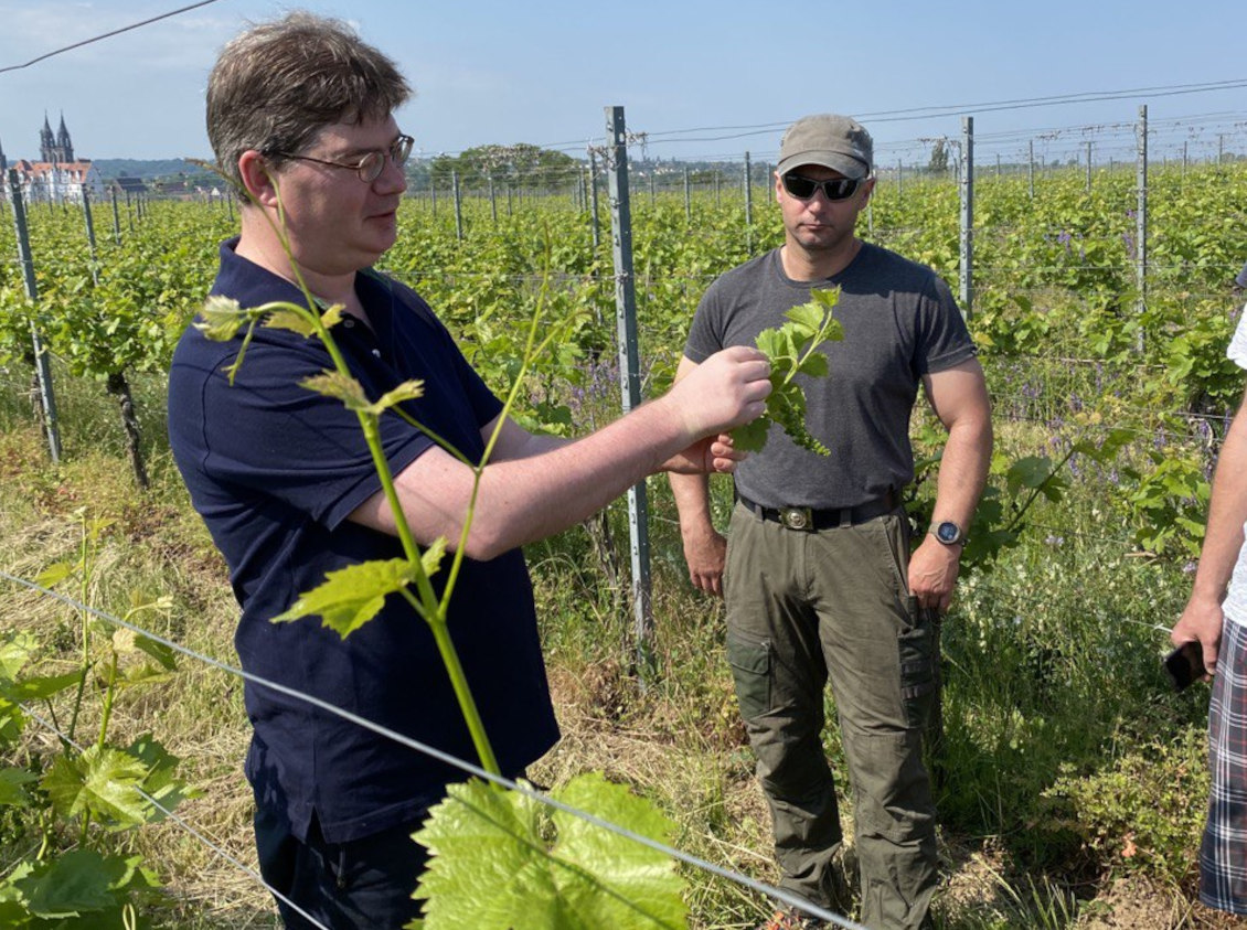 Arbeiten am Weinberg - Weingut Schloss Proschwitz -Teil 1